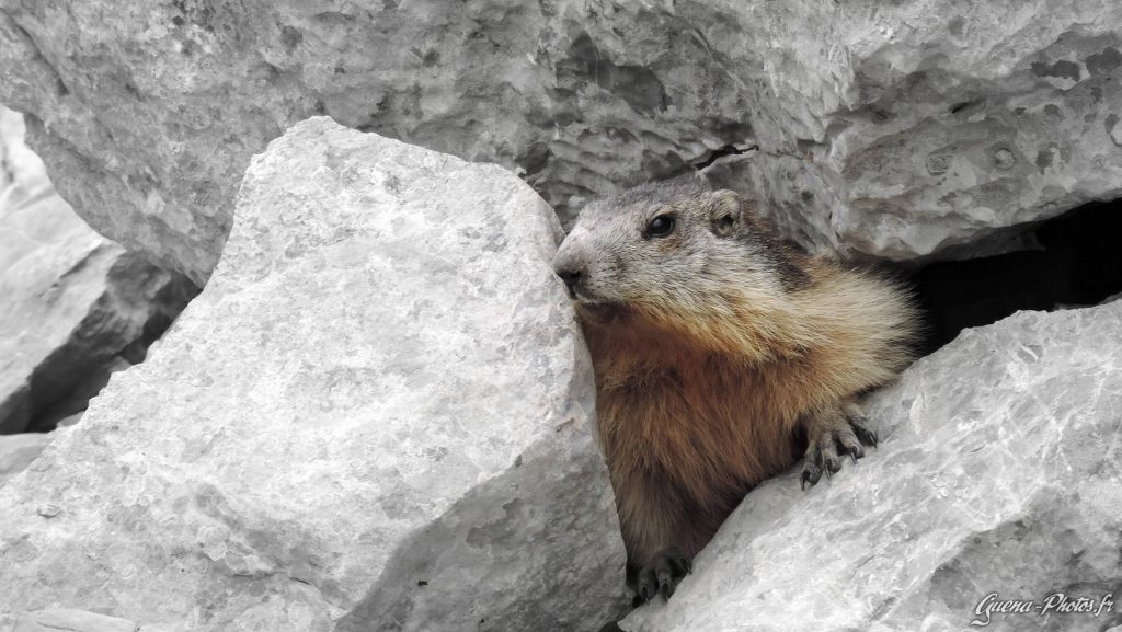 Une marmotte près du Pic de Gleize, dans les Hautes-Alpes