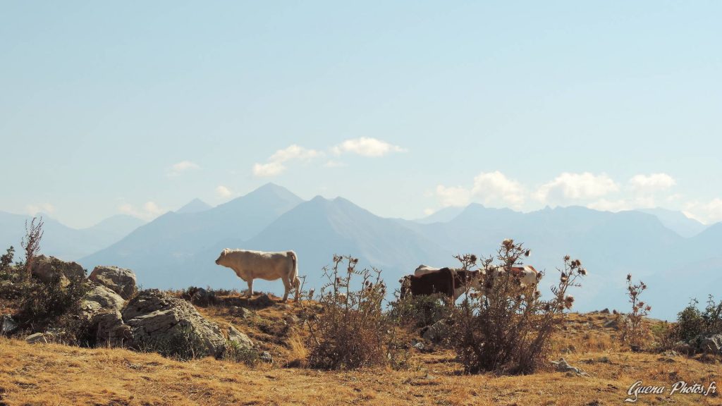 Un troupeau de vaches sur le chemin du Pic de Gleize, dans le Champsaur