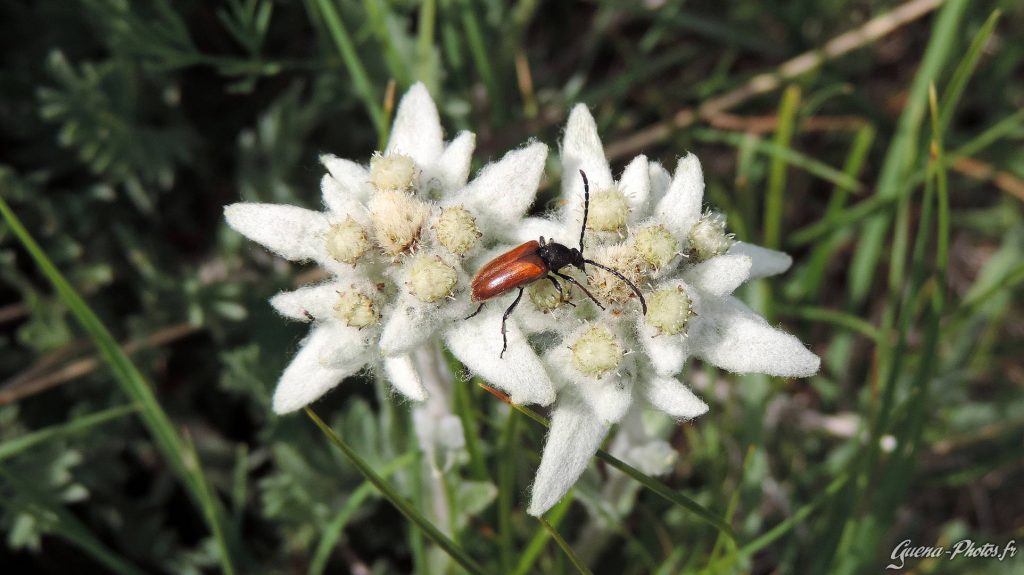 Un insecte posé sur une édelweiss