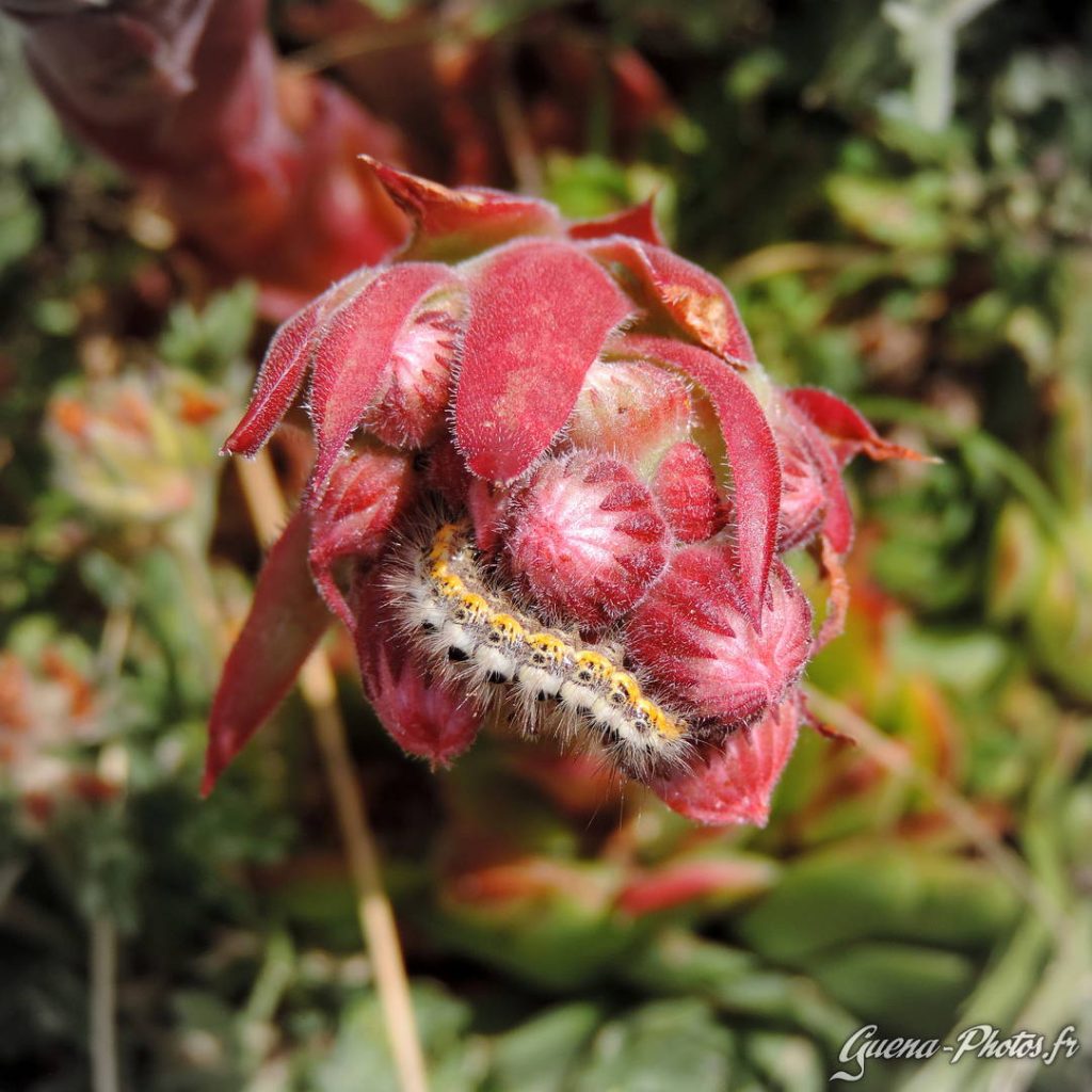 Une chenille au milieu d'une joubarbe