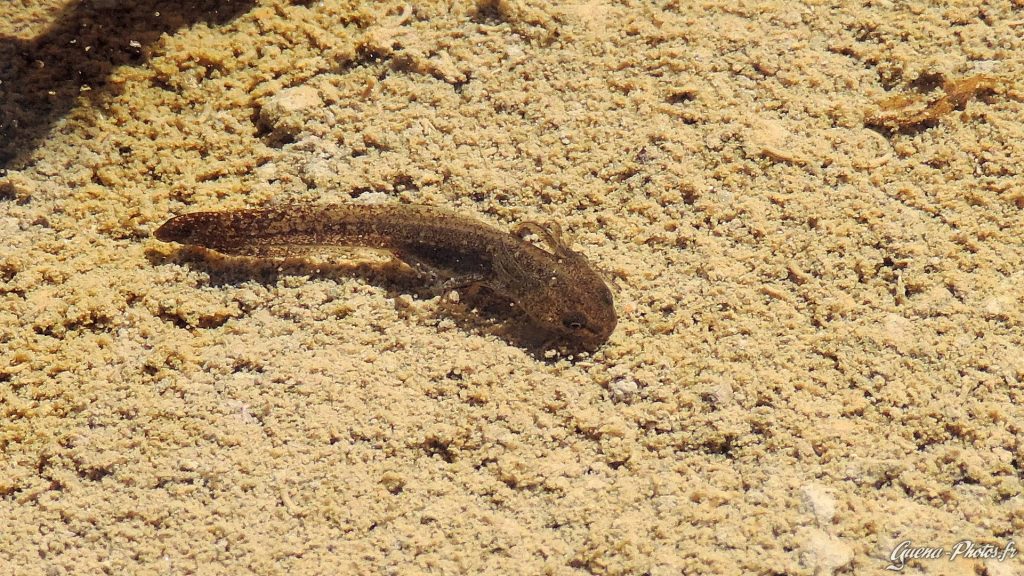 Larve de triton alpestre dans un lac de montagne, dans le Champsaur.