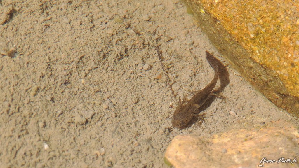 Larve d'un triton alpestre, on distingue bien ces branchies externes.