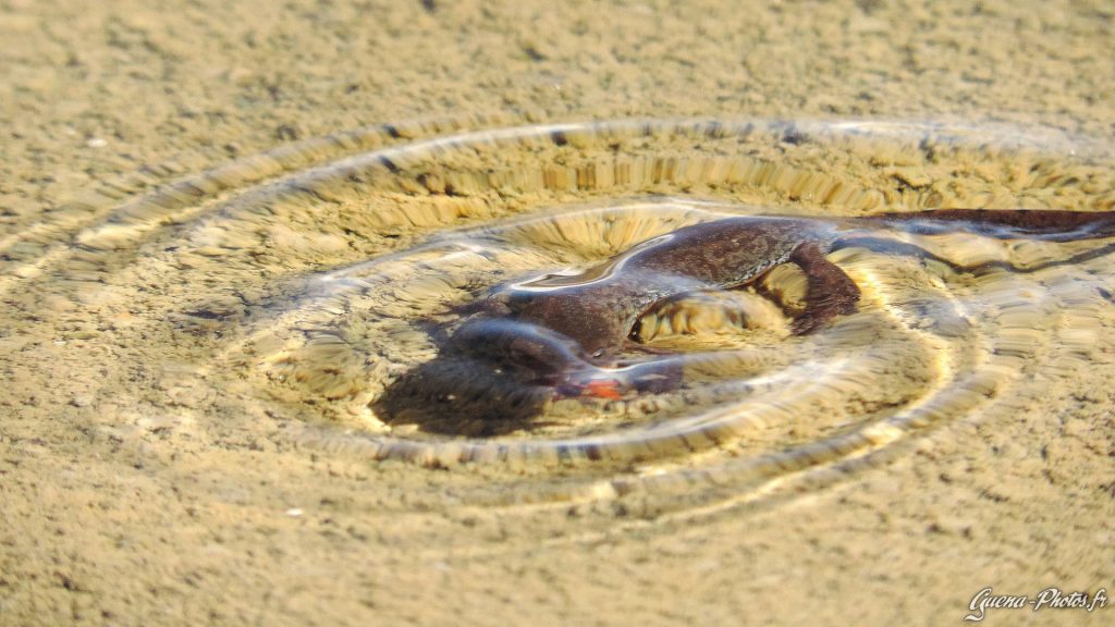 Triton alpestre en train de s'attaquer à un insecte dans un lac de montagne des Hautes-Alpes.