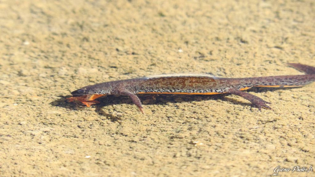 Triton alpestre en train d'avaler un insecte. On distingue bien son ventre orange.