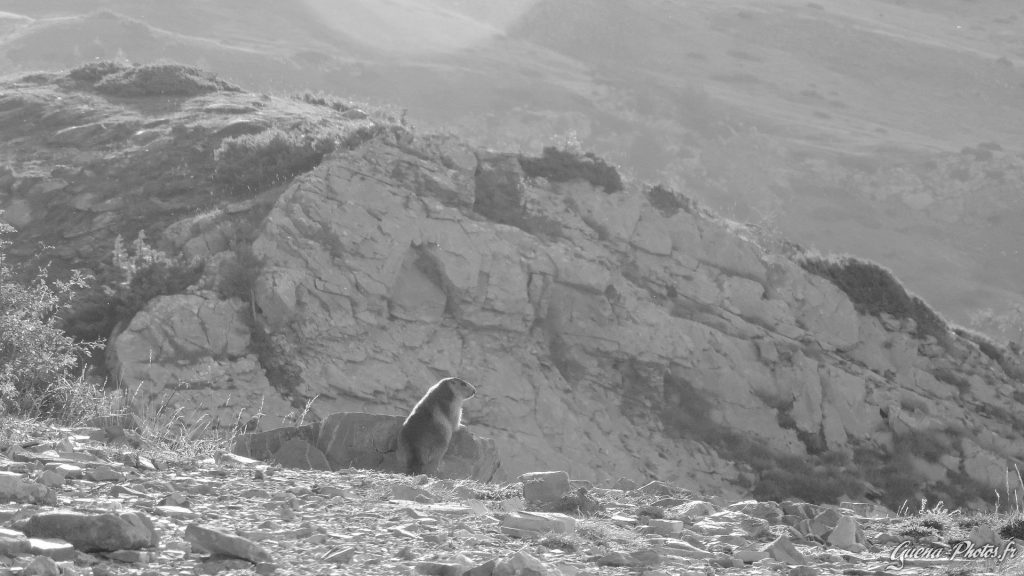 Marmotte prenant un bain de soleil non loin du parking de Roanne Haute, près de Réallon.