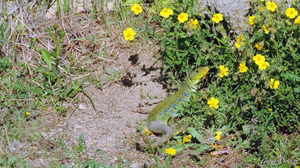 Lézard ocellé (Timon lepidus) de l'ordre des squamates.