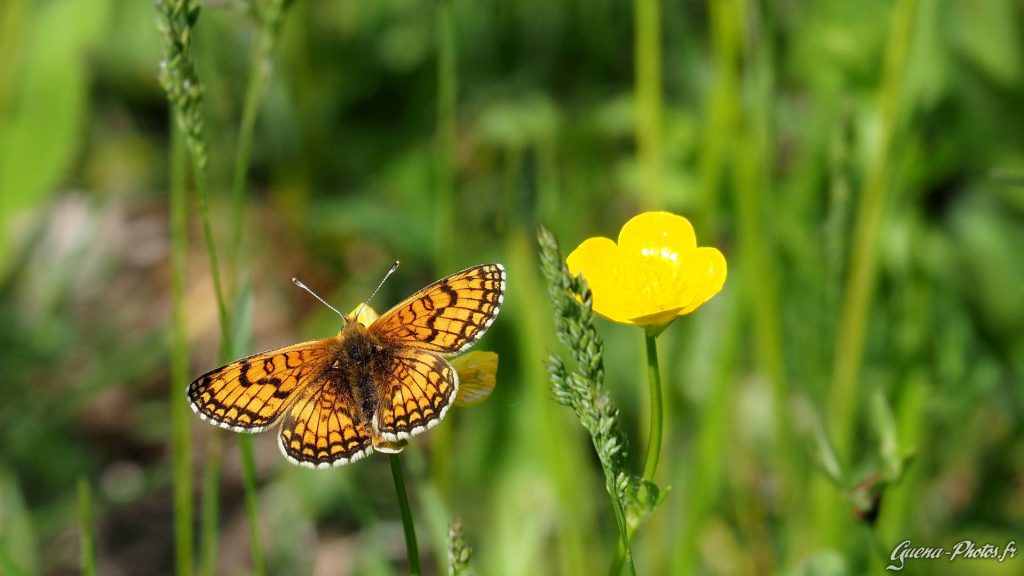 Mélitée alpine (Melitaea varia)