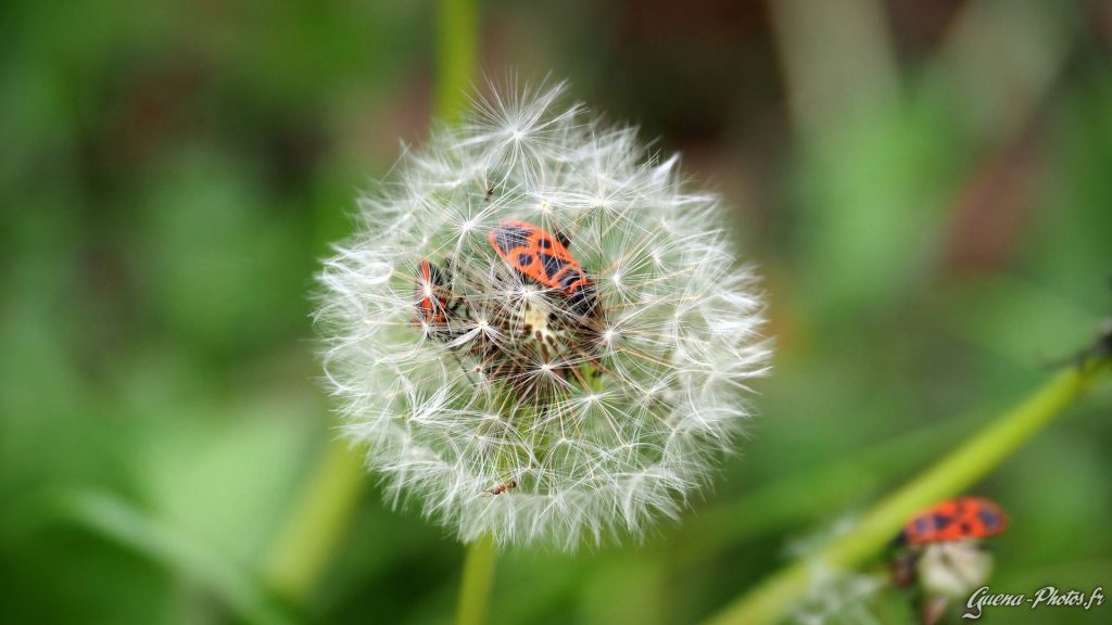 Pyrrhocores (Pyrrhocoris apterus) plus communément appelés gendarmes