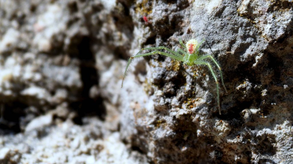 Araignée: Thomise Hirsute (Heriaeus hirtus)