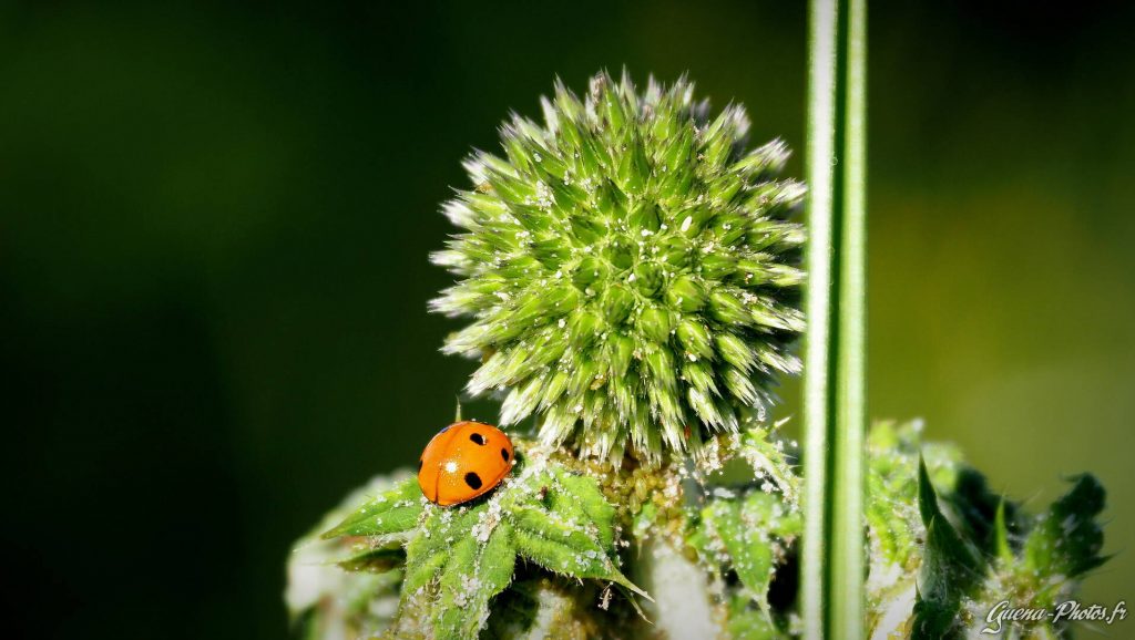 Coccinelle posée sur une azurite (aussi appelée oursin bleu, ou oursin de Provence) (Echinops ritro).