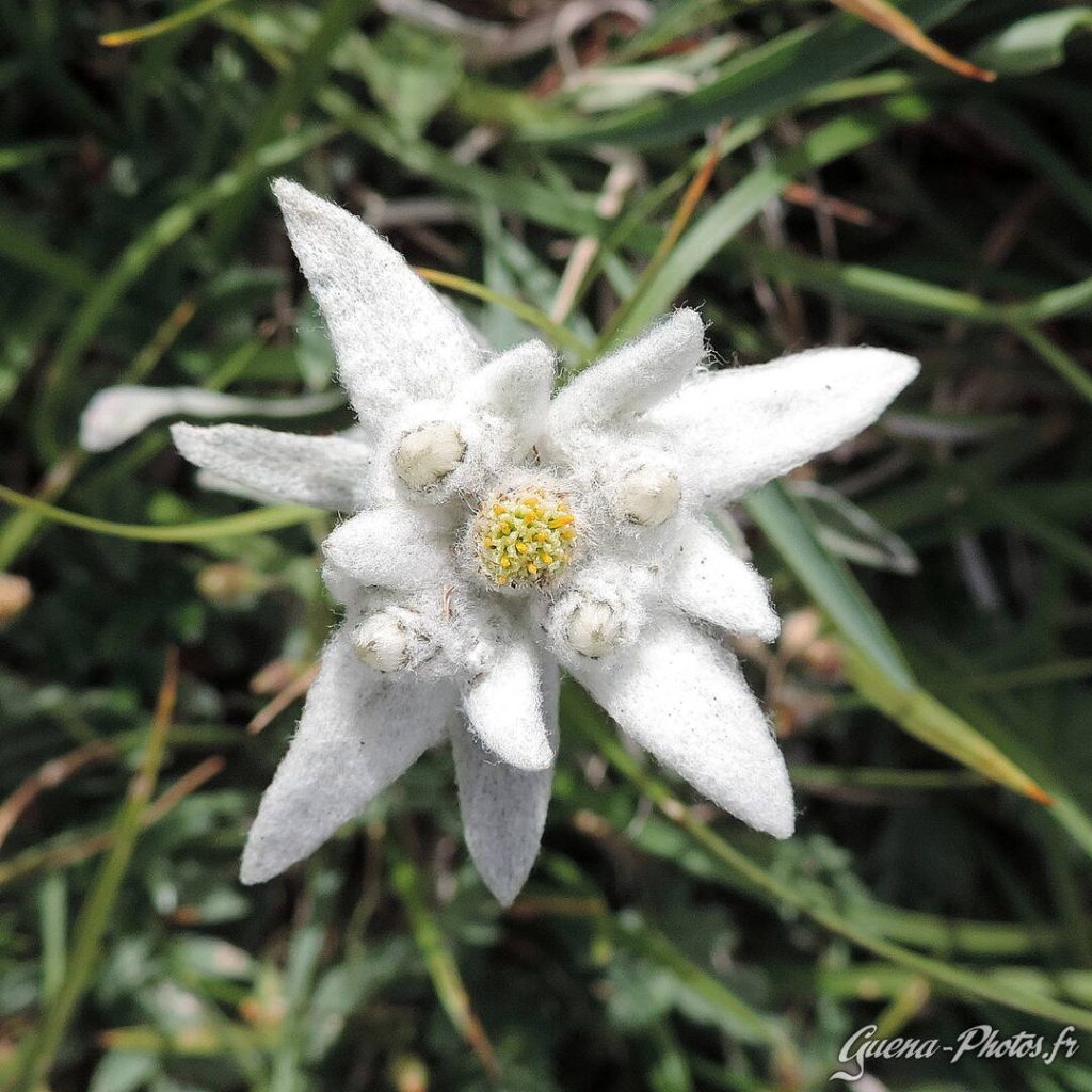 La plus célèbre des fleurs alpines: l’edelweiss.