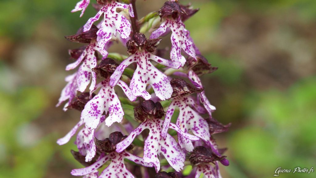 Macrophotographie d'une orchidée.