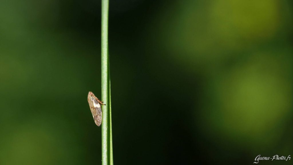 Un insecte accroché à un brain d'herbe