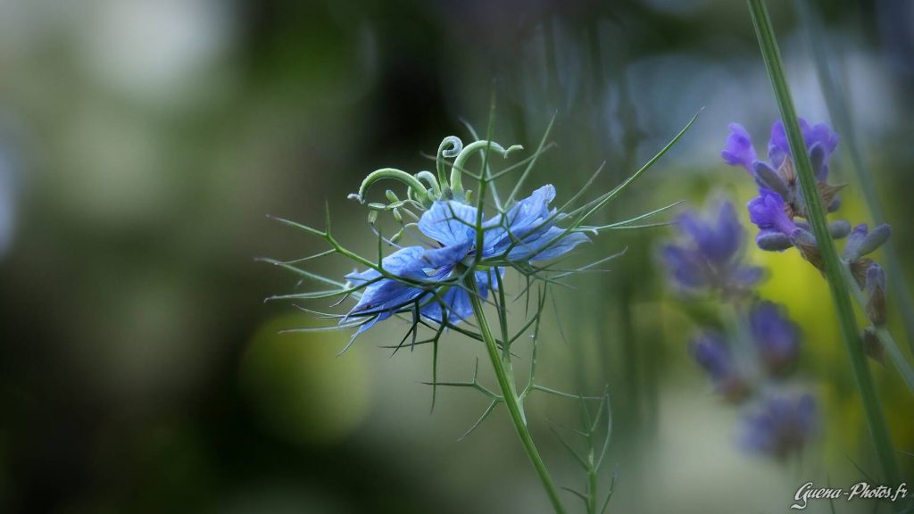 Nigelle de Damas (Nigella Damascena)