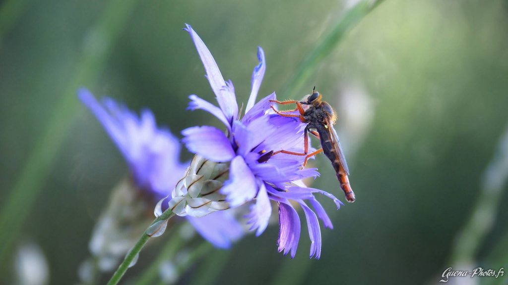 Mouche à toison (Asilidae) posée sur une fleur