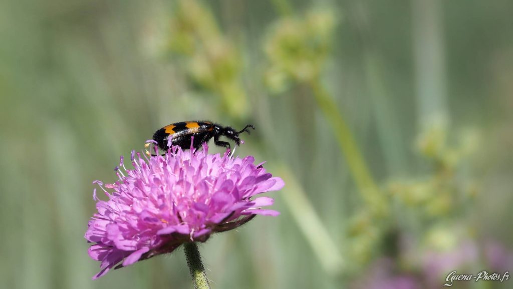 Un coléoptère (Coleoptera) noir et rouge posé sur une fleur violette