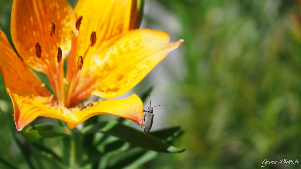 Un insecte en équilibre sur un lis orangé