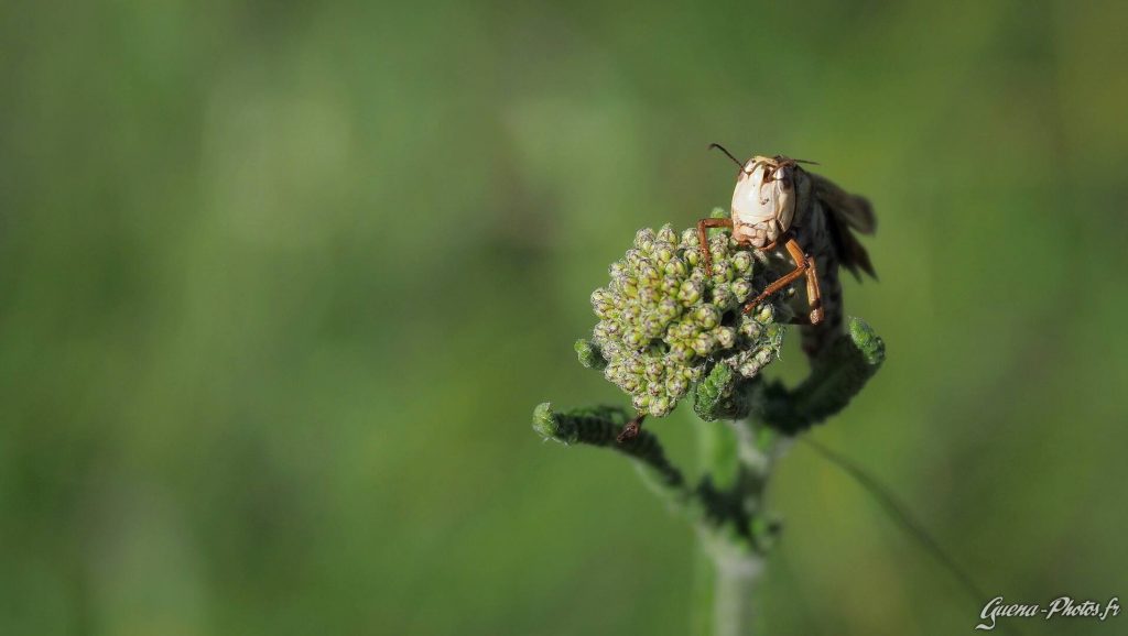 Portrait d'un criquet