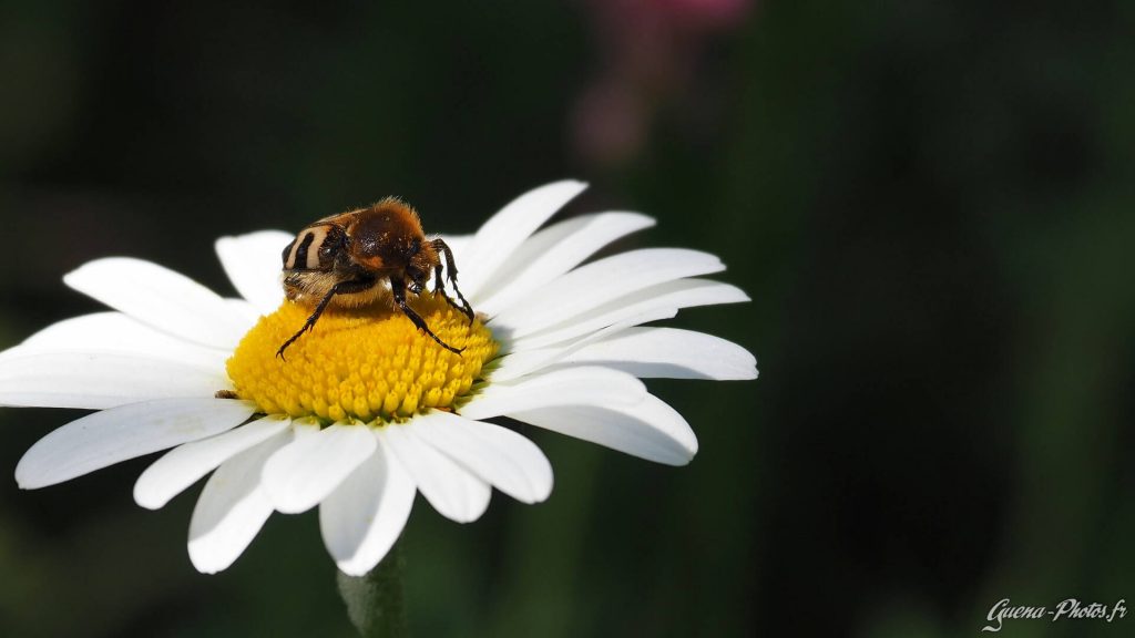 Trichie fasciée (Trichius fasciatus)