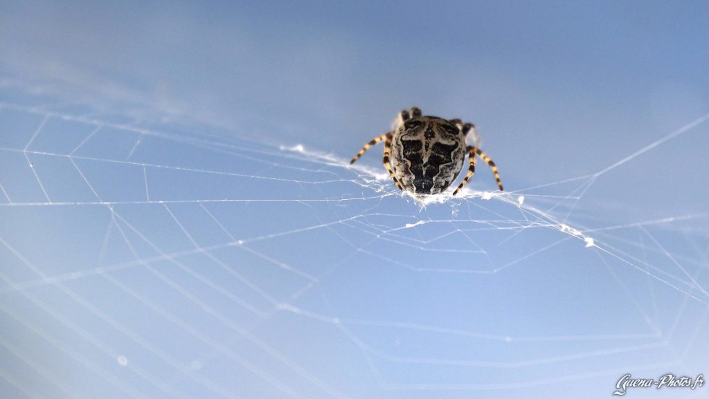 Araignée: Épeire des Ponts (Larinioides sclopetarius)