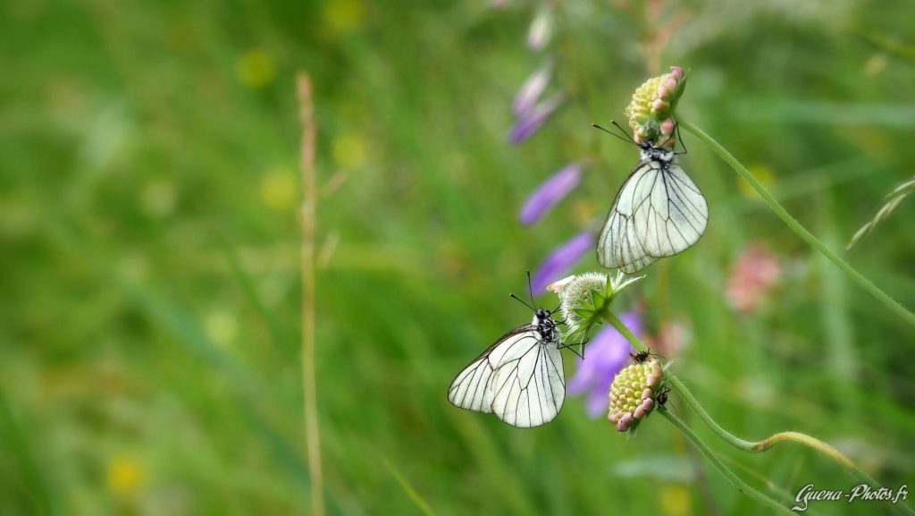 Deux Gazés, ou Piérides de l'aubépine (Aporia crataegi)