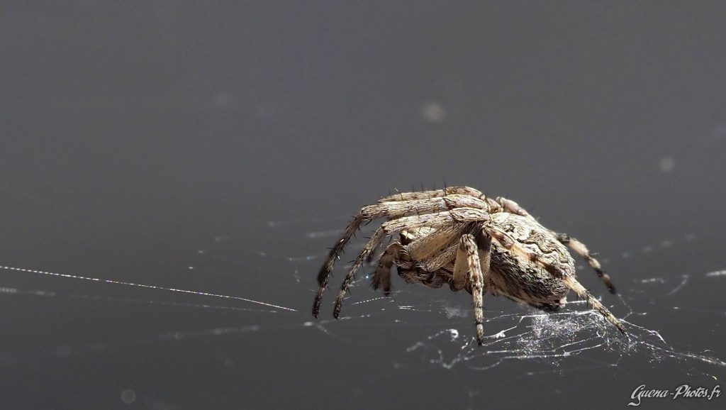 Épeire des Ponts (Larinioides sclopetarius)