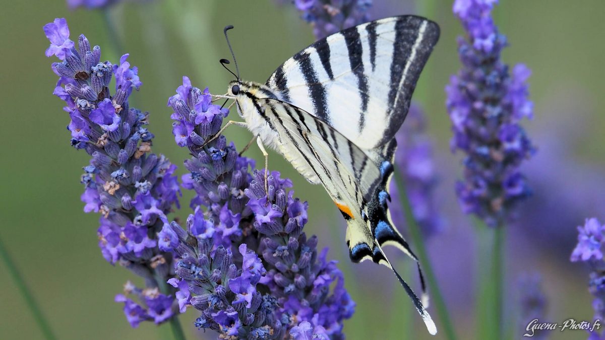 Flambé (Iphiclides Podalirius)