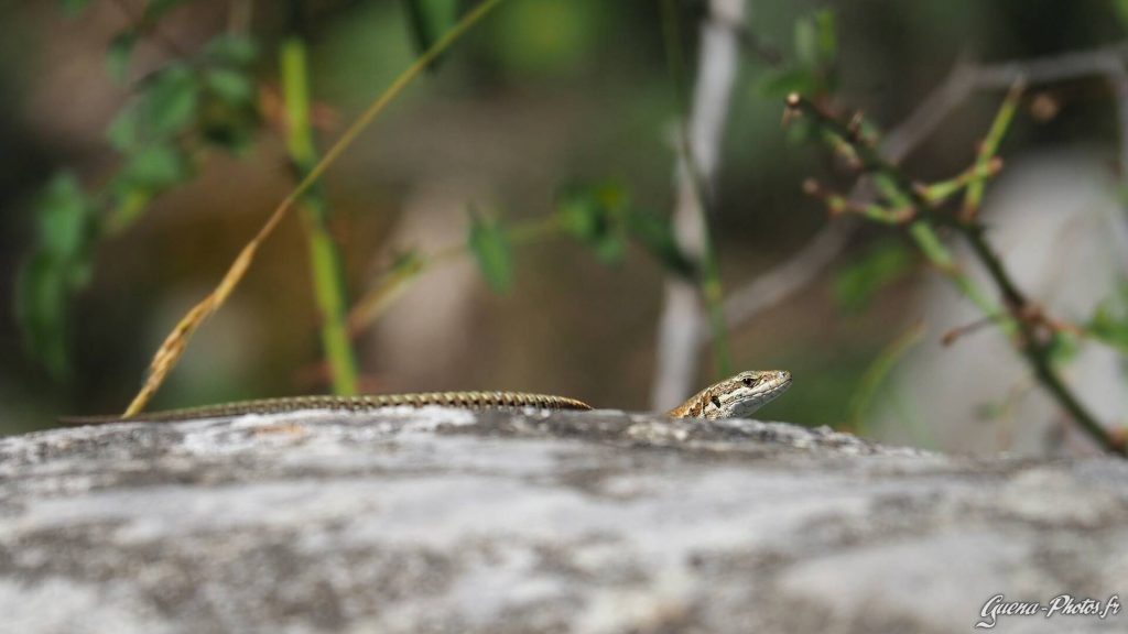 Lézard des Murailles (Podarcis muralis) de l'ordre des squamates.