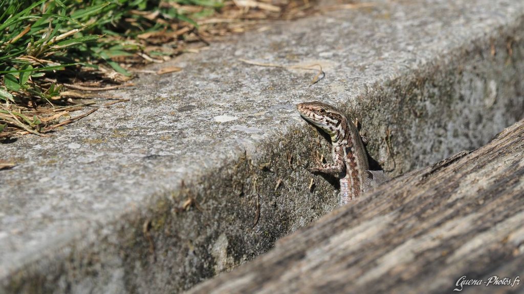 Lézard des Murailles (Podarcis muralis) de l'ordre des squamates.