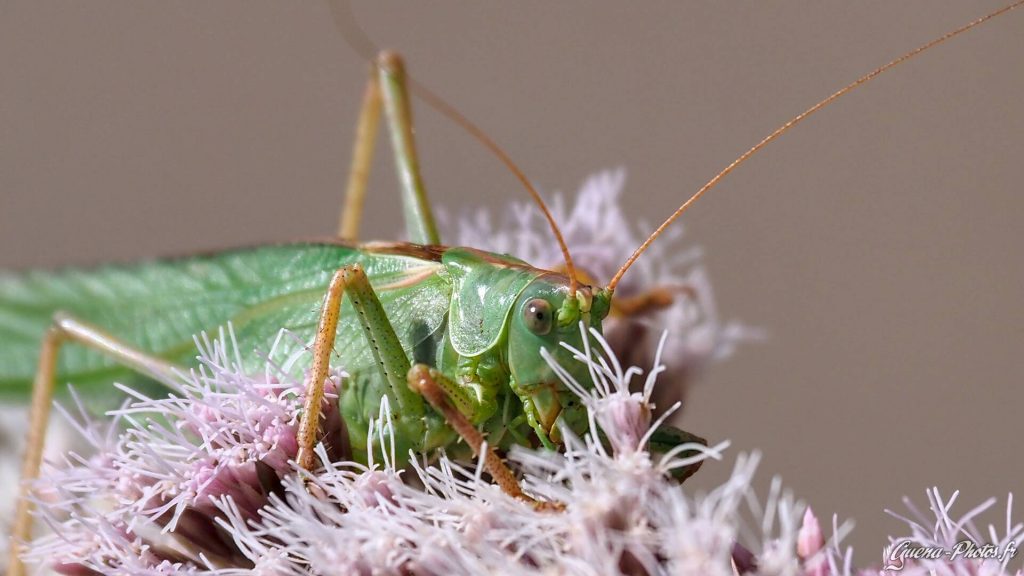 Grande sauterelle verte (Tettigonia viridissima)