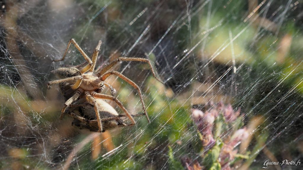 Une araignée posée sur une autre