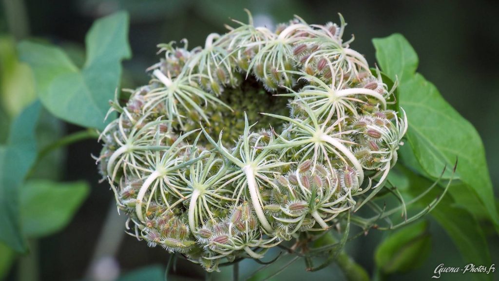 Carotte sauvage (Daucus carota) en fin d'été, parfois appelée "nid d'oiseau".