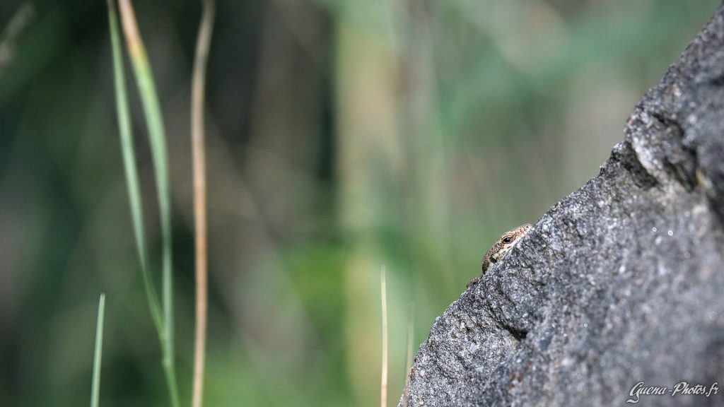 Un lézard des murailles caché derrière un rocher