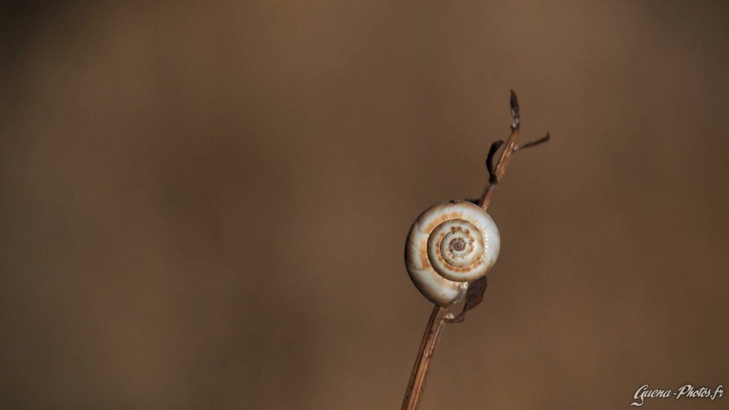 Un escargot installé au bout d'une tige