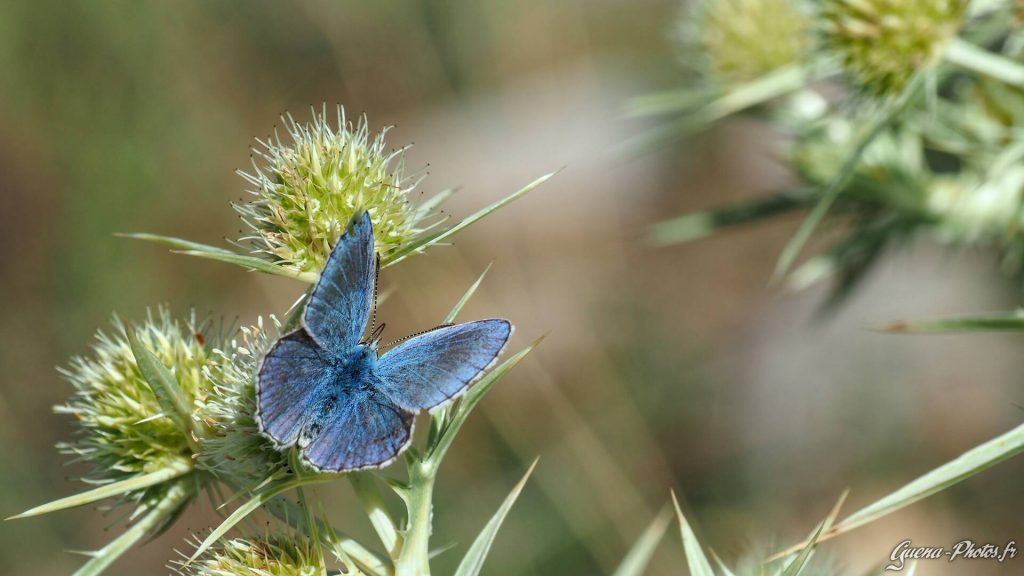 Argus Bleu (Polyommatus Icarus)