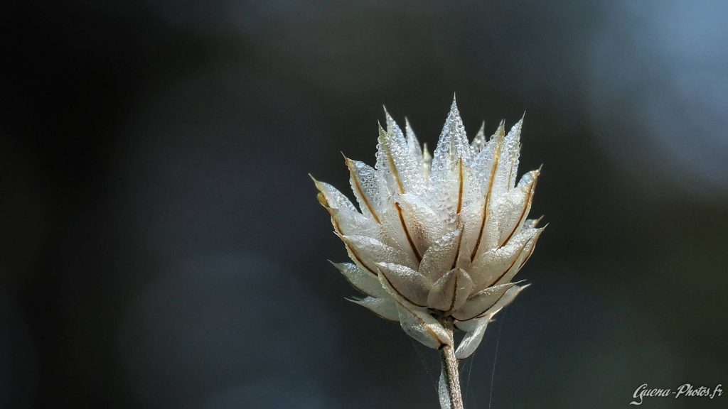 Fleur d'Automne