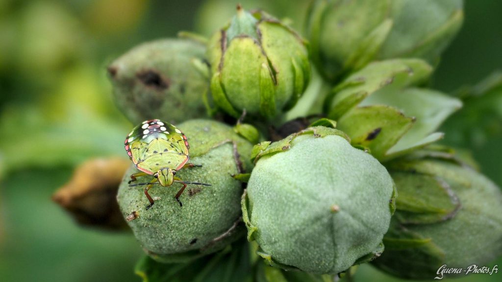 Punaise verte ponctuée ou punaise verte puante (Nezara viridula)