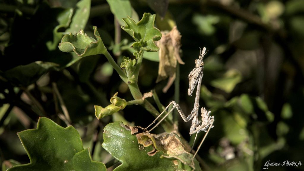 Empuse commune (Empusa pennata) aussi appelée diablotin de Provence