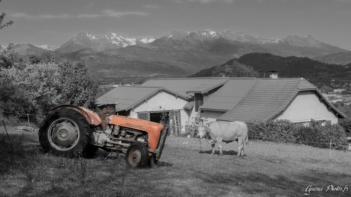 Tracteur Massey-Ferguson 35, du début des années 70