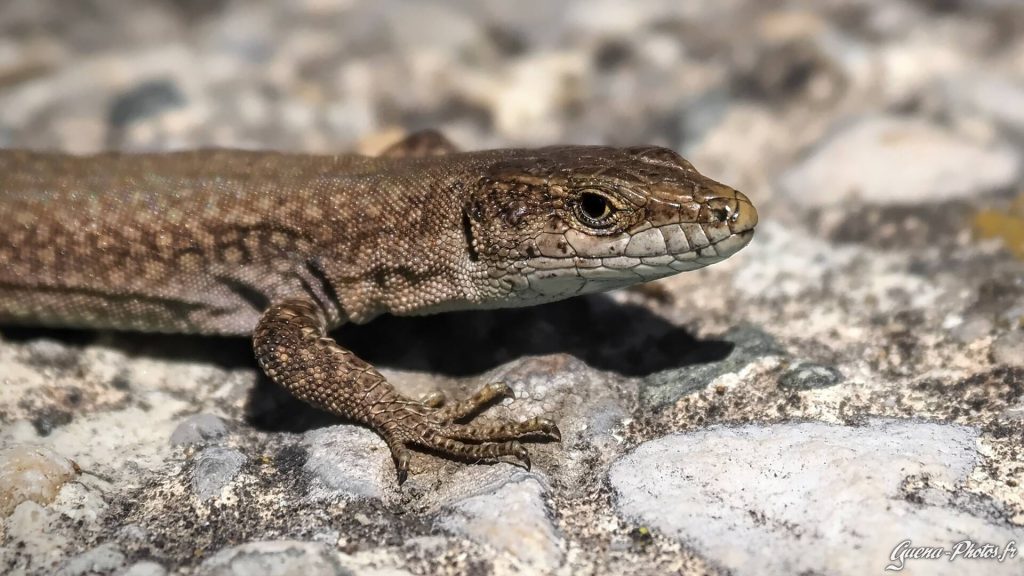 Squamates immobiles: Portrait d'un lézard des murailles