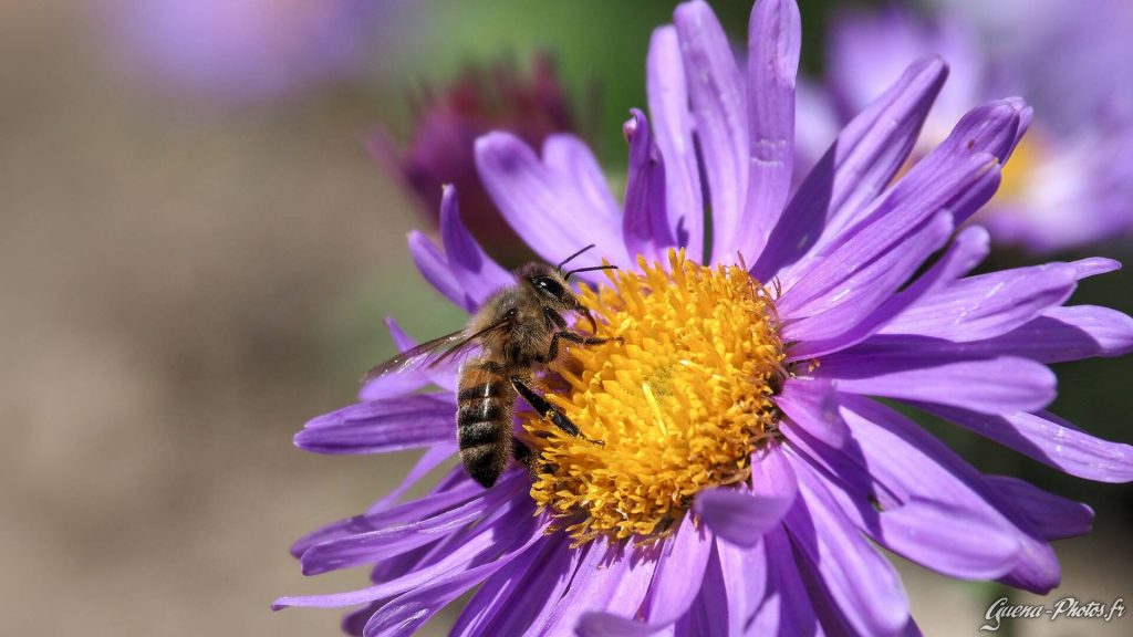 Aster des Alpes (Aster alpinus)