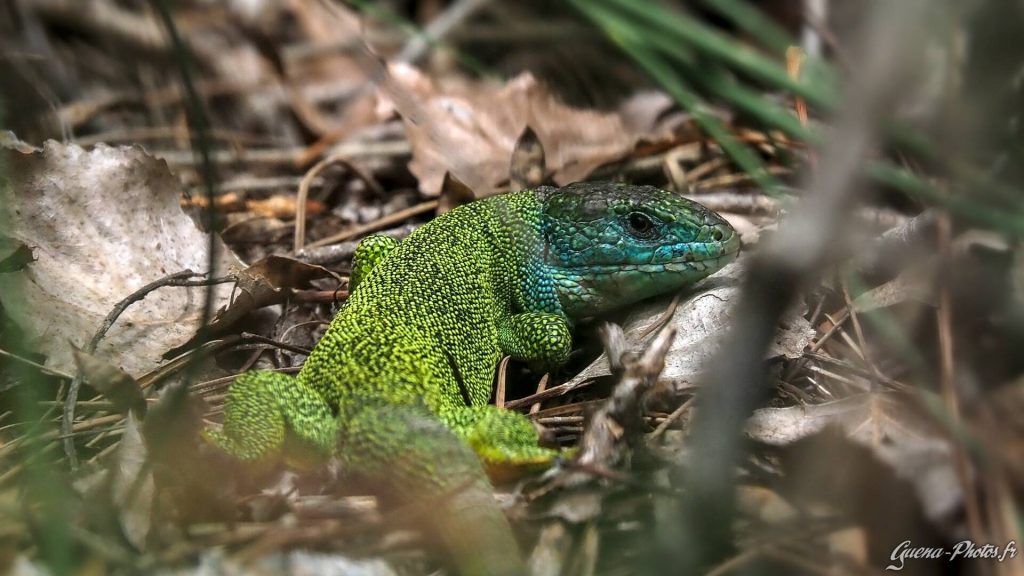 Squamates immobiles: Lézard Vert Occidental