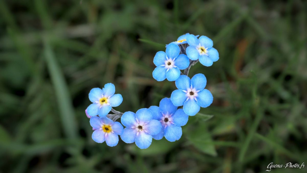 Myosotis des Alpes (Myosotis alpestris)