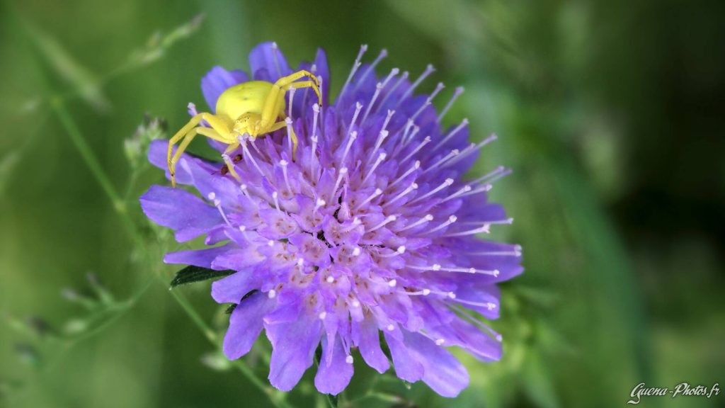 Thomise Variable (Misumena Vatia)