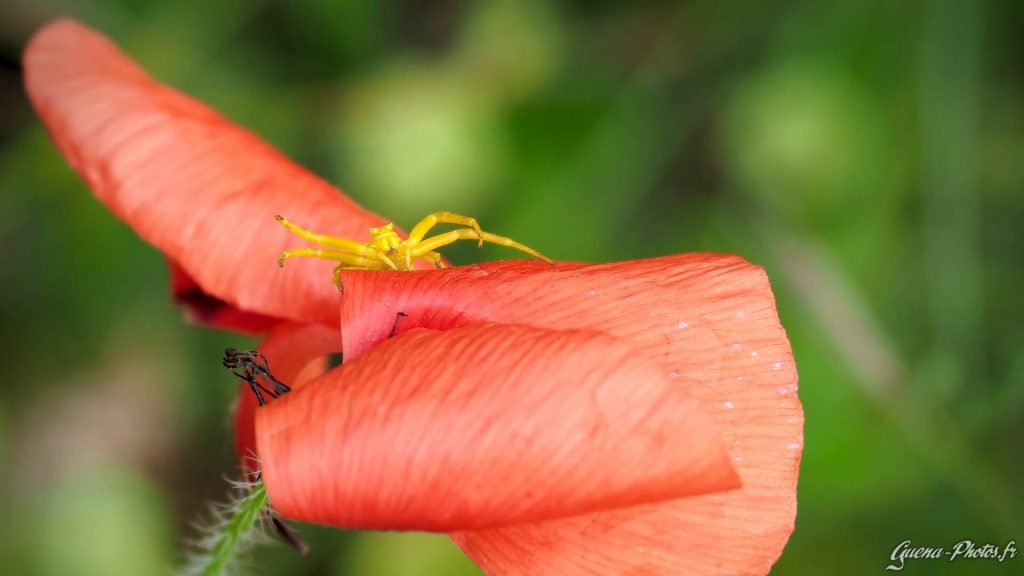 Thomise Enflée (Thomisus Onustus)