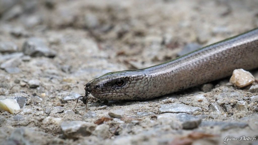 Orvet Commun (Anguis fragilis)