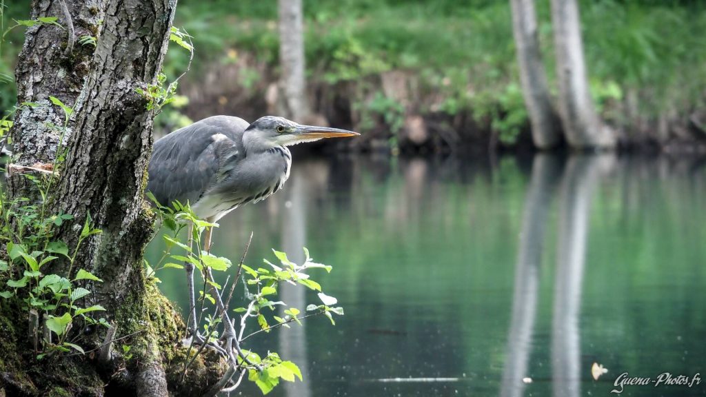 Un héron cendré au lac de Charance (05000)