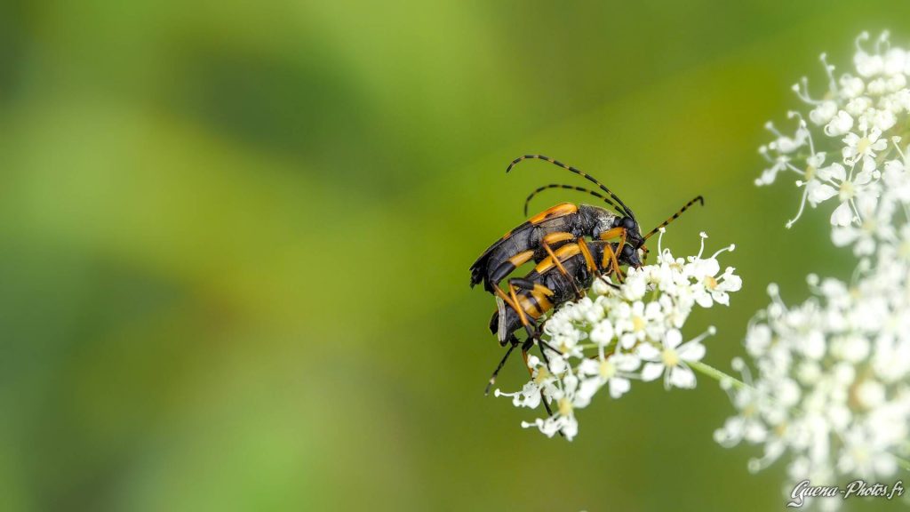 Leptures Tachetés (Rutpela Maculata) en couple