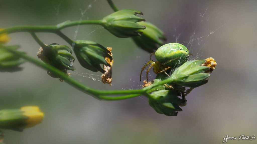 Épeire Concombre (Araniella Cucurbitina)