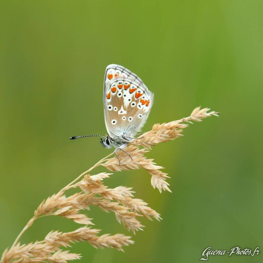 Argus Bleu (Polyommatus Icarus)